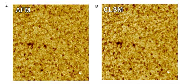 Surface roughness characterization  a comparison of CLSM and AFM