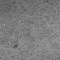 Laser Image with No DIC (Polymer Film)