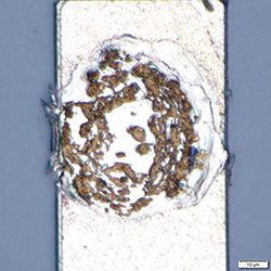 凸块分离后残留在键合面上的金_ob50×z4×_BF_ROI