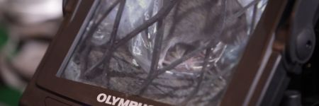 IPLEX视频内窥镜显示器上显示的褐鼠（Rattus）